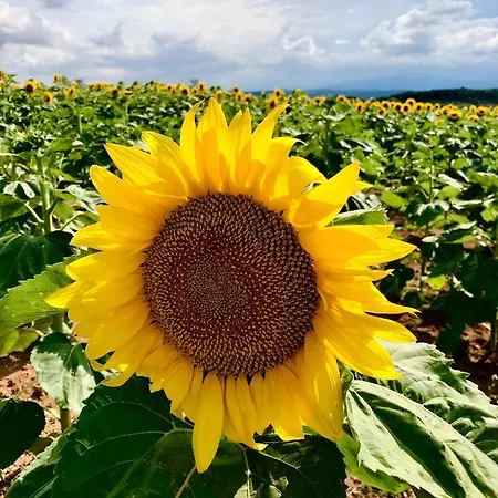 Appartement Torre Costa Brava Private Pool *